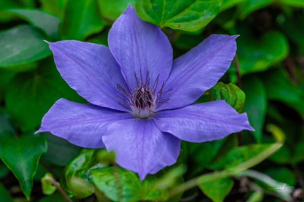 Radiant Bloom  Digital Download