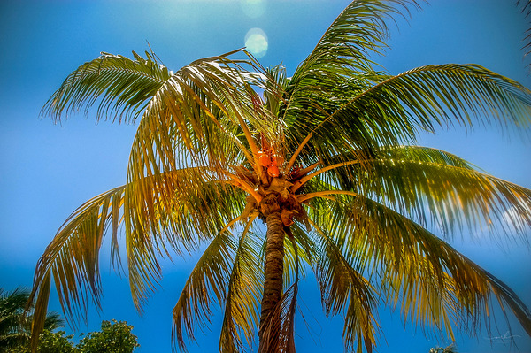 Miami Palm Digital Download