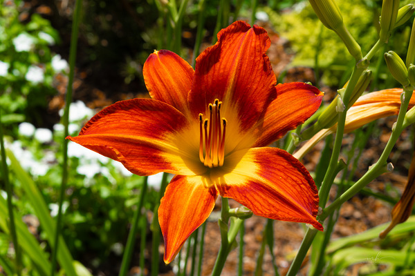 Ember Bloom Digital Download