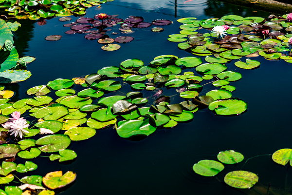 Whispers Beneath the Surface Digital Download