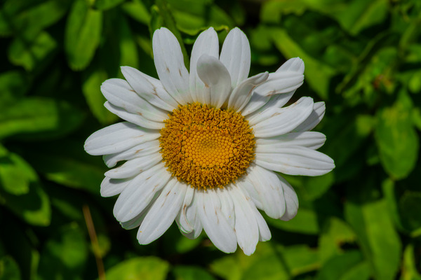 Solstice Whisper Digital Download