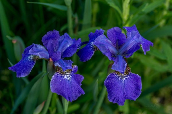 Azure Elegance Digital Download