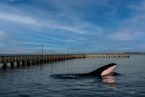 Serenity Interrupted Digital Download