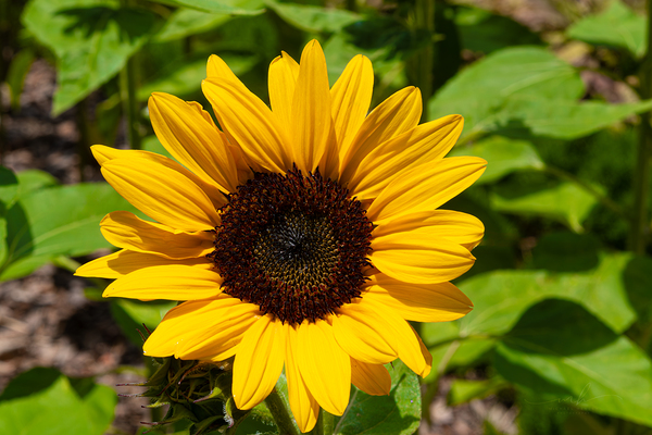 Aureum Digital Download