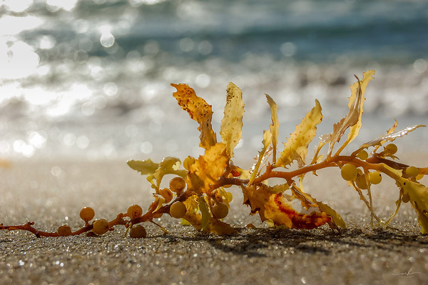 Tethered Light Digital Download