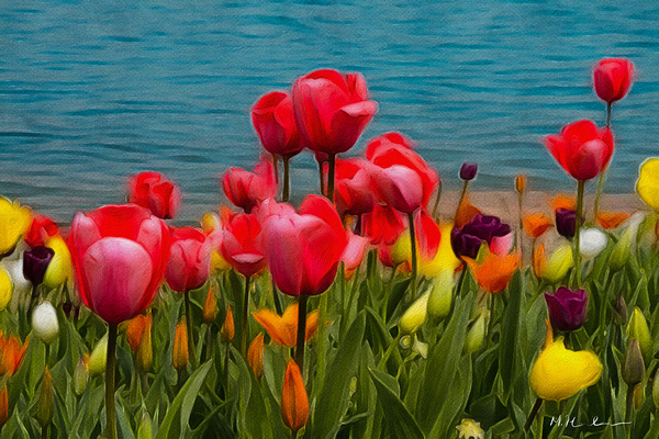 Tulips by the Water  Digital Download