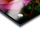 Blushing Beauty Acrylic print