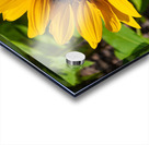 Aureum Acrylic print