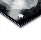 Timeless Elegance Acrylic print