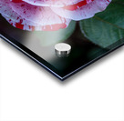 Peppermint Bloom Acrylic print