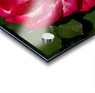 Rosey Delight Acrylic print