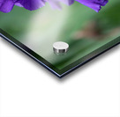 Majestic Violet Acrylic print