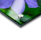 Radiant Bloom  Acrylic print