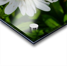 Solstice Whisper Acrylic print