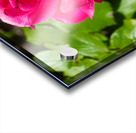 Roselle Rising Acrylic print