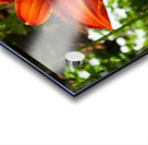 Ember Bloom Acrylic print