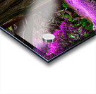 Majestic Roots Acrylic print