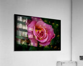 Blushing Beauty Acrylic Print