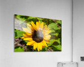 Aureum Acrylic Print