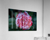 Peppermint Bloom Acrylic Print