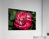 Rosey Delight Acrylic Print