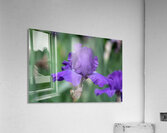 Majestic Violet Acrylic Print