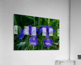 Azure Elegance Acrylic Print