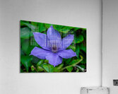 Radiant Bloom  Acrylic Print