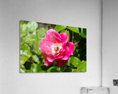 Roselle Rising Acrylic Print