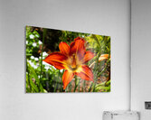 Ember Bloom Acrylic Print