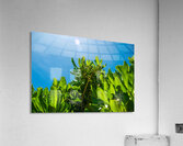 Upward Bloom Impression acrylique