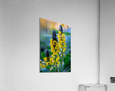 Whispers of Bloom and Light Acrylic Print