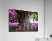 Majestic Roots Acrylic Print