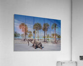 Elephant Beach Day Acrylic Print