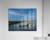 Serenity Interrupted Acrylic Print