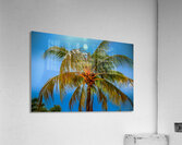 Miami Palm Acrylic Print