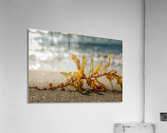 Tethered Light Acrylic Print