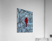 Cardinal in Winter Acrylic Print