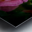 Blushing Beauty Metal print