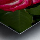 Rosey Delight Metal print