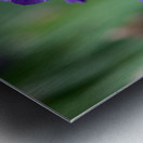 Majestic Violet Metal print