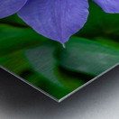 Radiant Bloom  Metal print