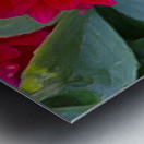 Crimson Grace Metal print