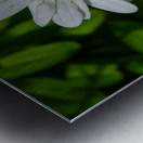 Solstice Whisper Metal print