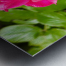 Roselle Rising Metal print