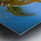 Miami Palm Metal print