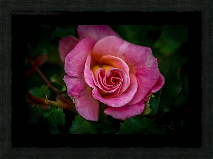 Blushing Beauty Picture Frame print