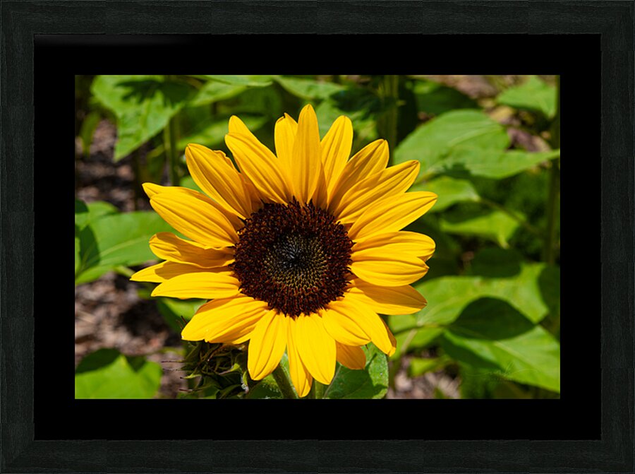 Aureum Picture Frame print