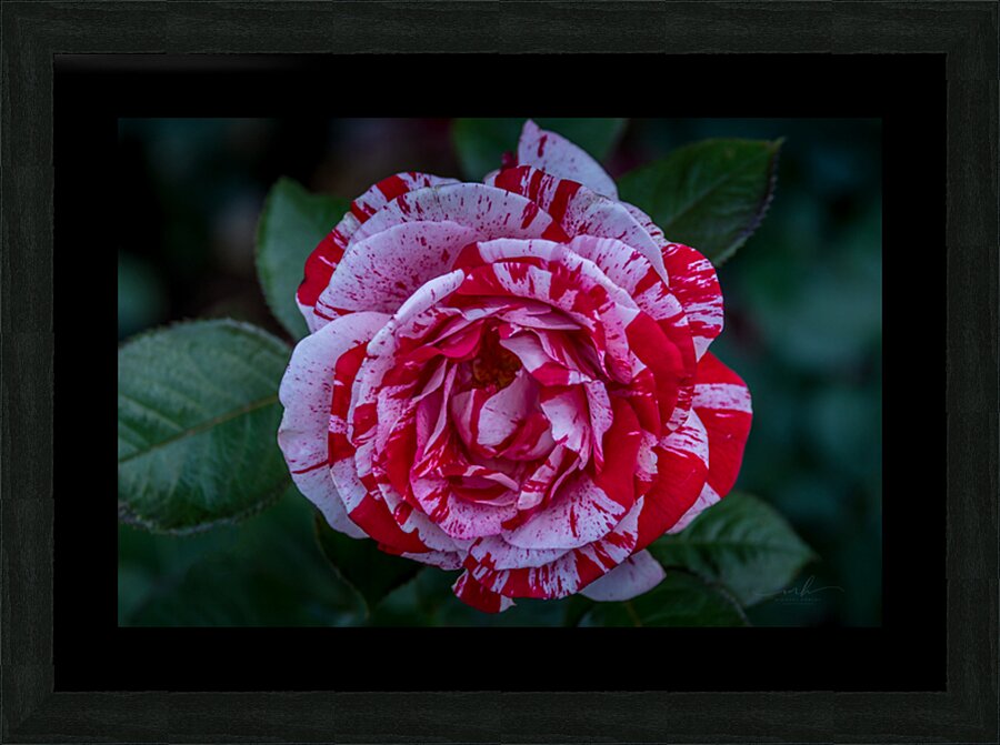 Peppermint Bloom Picture Frame print