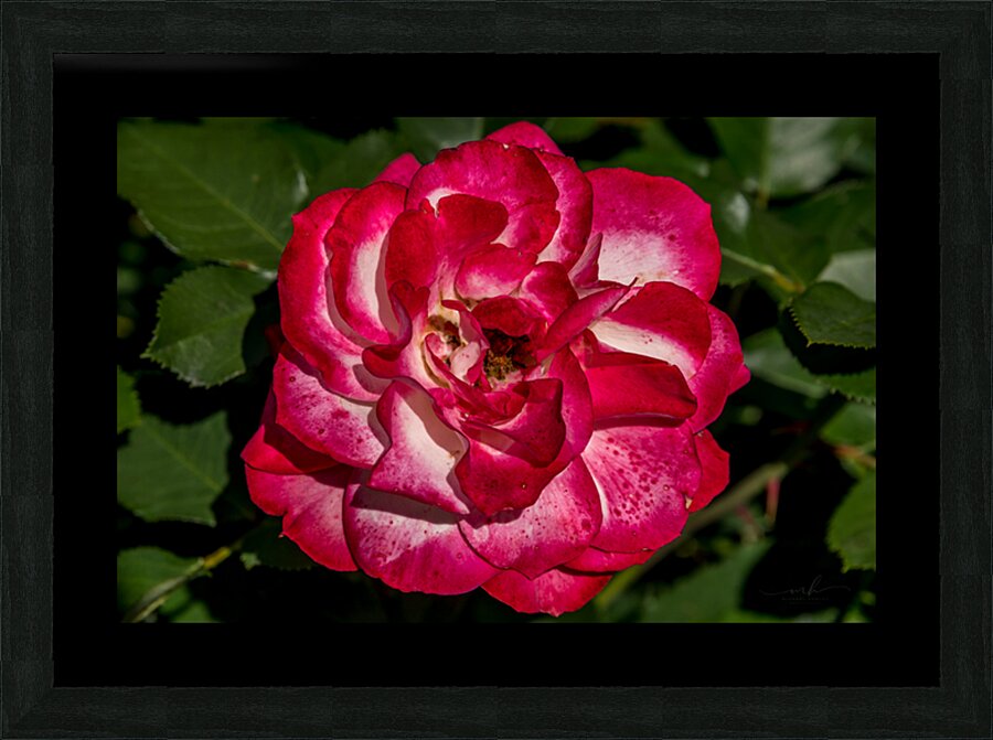 Rosey Delight Picture Frame print